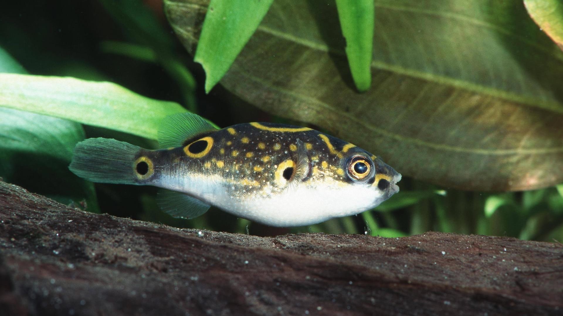 Palembang-Kugelfisch: Sie haben ein Muster aus Kreisen, Punkten und gebogenen Linien.