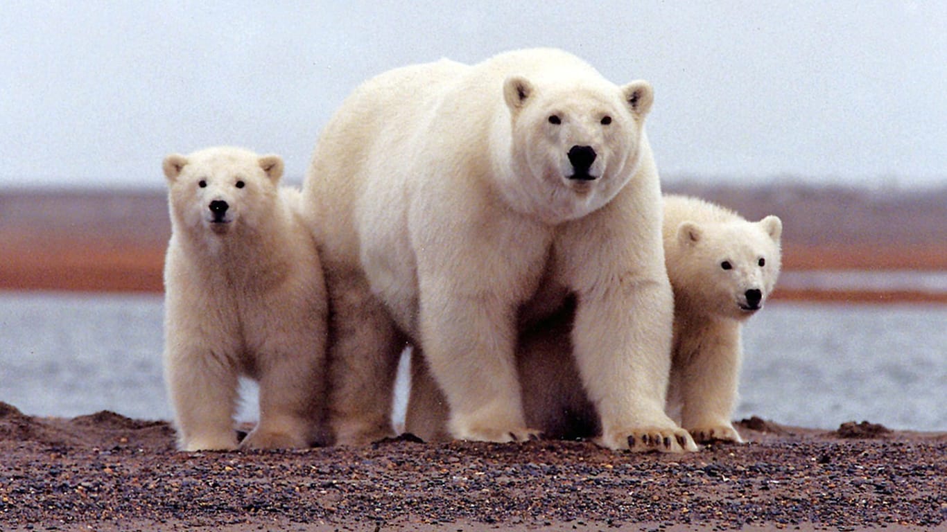 Ein Eisbär mit Jungen in Alaska: Die US-Regierung setzt vorerst die Ölforderung im Alaska-Schutzgebiet aus.