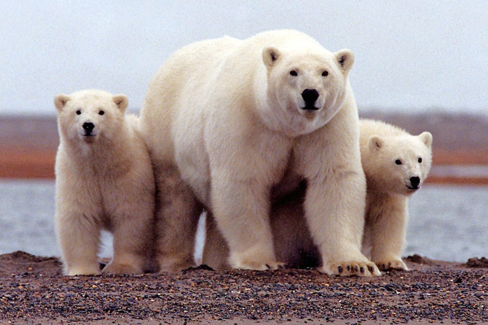 Ein Eisbär mit Jungen in Alaska: Die US-Regierung setzt vorerst die Ölforderung im Alaska-Schutzgebiet aus.