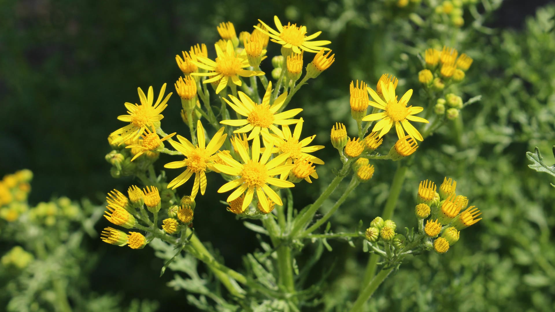 Jakobskreuzkraut (Jacobaea vulgaris)