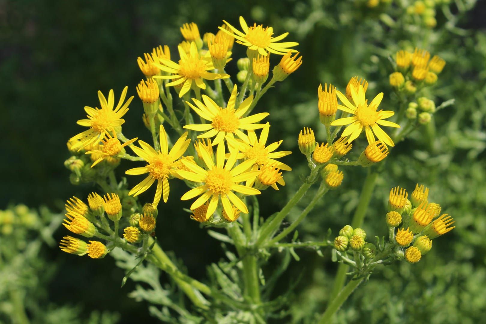 Jakobskreuzkraut (Jacobaea vulgaris)