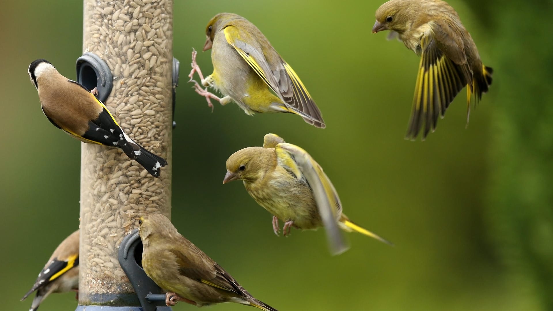 Vögel: Insgesamt wurden knapp 230 unterschiedliche Arten gemeldet.