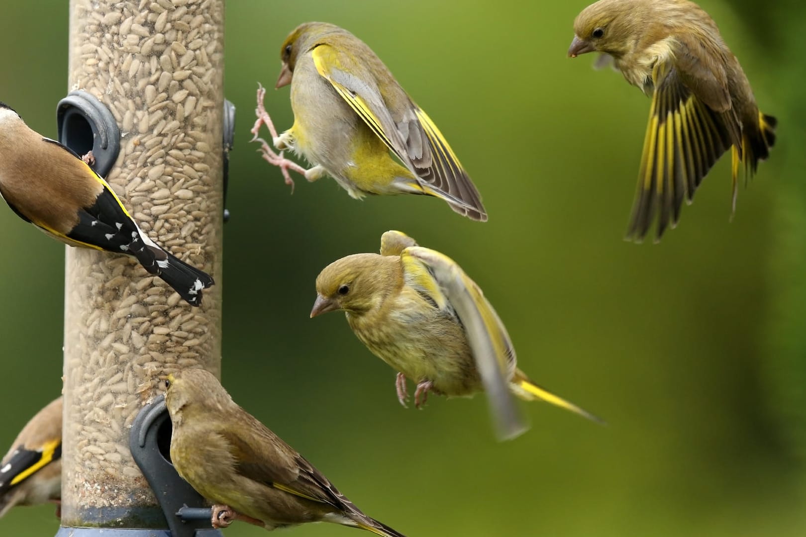 Vögel: Insgesamt wurden knapp 230 unterschiedliche Arten gemeldet.