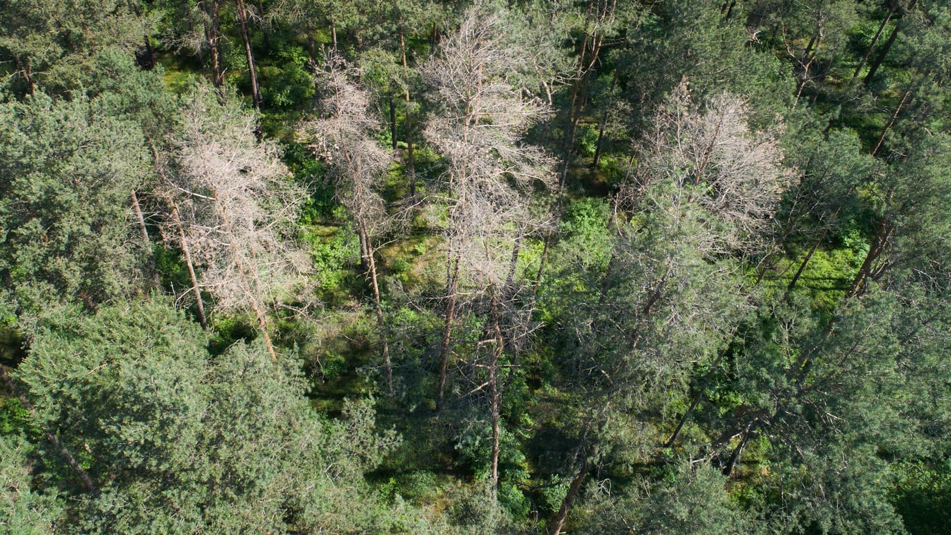 Vertrocknete Kiefern stehen in einem Wald im Heidekreis (Symbolbild): Bundeslandwirtschaftsministerin Klöckner hat die Relevanz des Waldes erkannt.