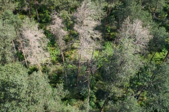 Vertrocknete Kiefern stehen in einem Wald im Heidekreis (Symbolbild): Bundeslandwirtschaftsministerin Klöckner hat die Relevanz des Waldes erkannt.