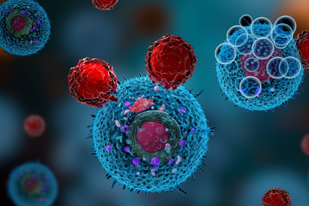 3-D-Illustration einer Abwehrreaktion des Immunsystems: Krebszellen (blau) werden von T-Zellen (rot) angegriffen.