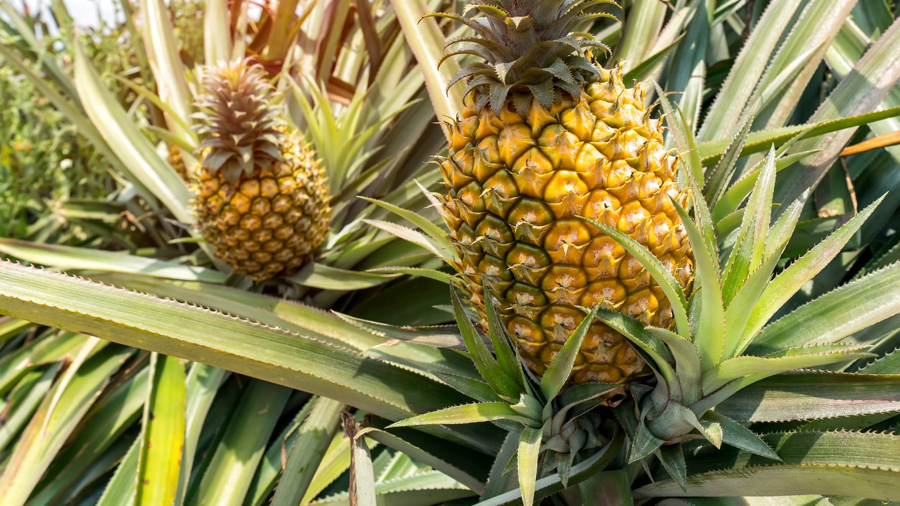 Ananas: Sie besteht aus mehreren einzelnen, miteinander verwachsenen Beerenfrüchten, dem sogenannten Beerenfruchtverband.