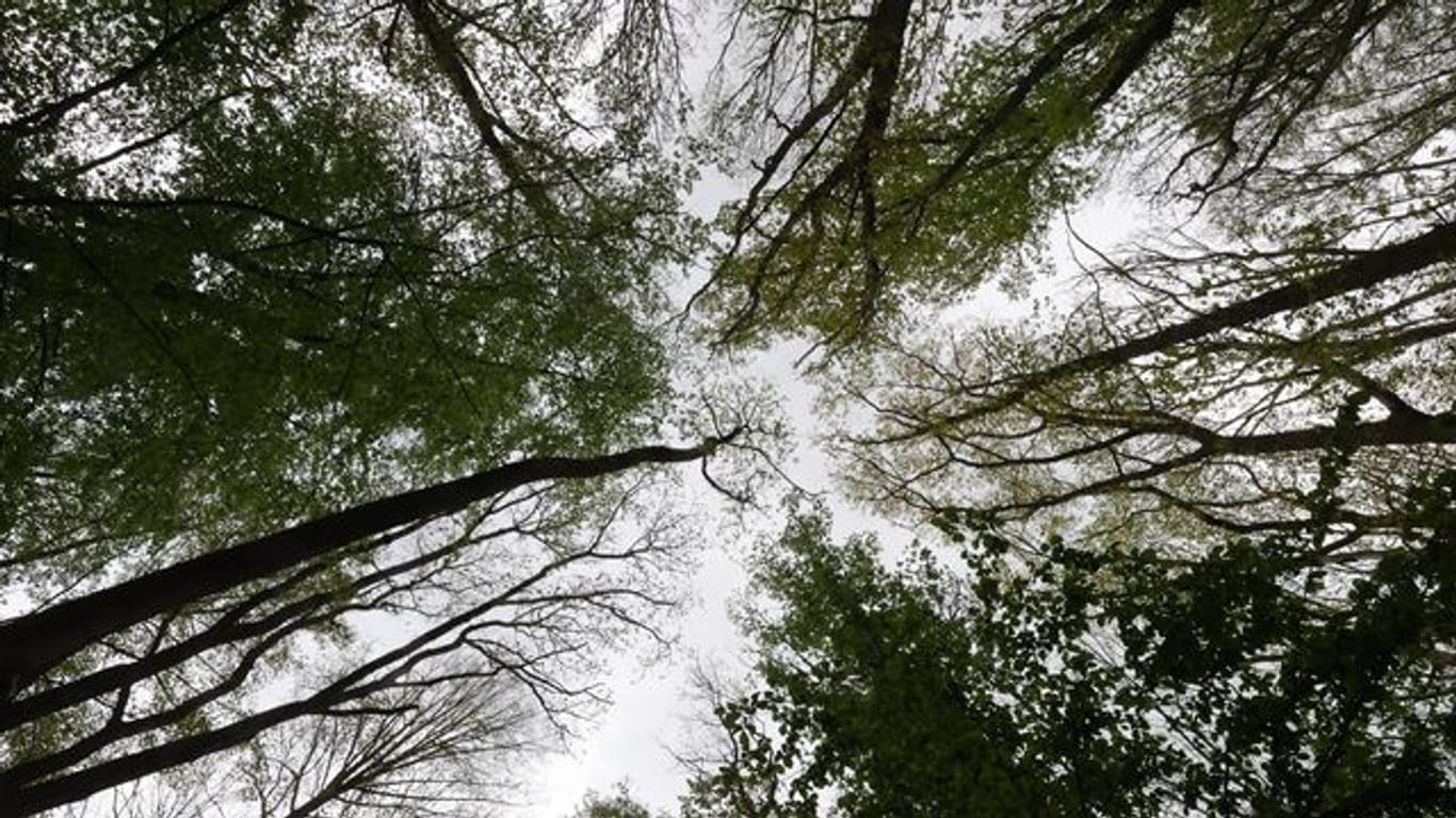 Wald Thüringen