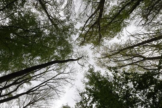 Wald Thüringen