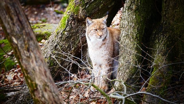 Ein aus Tschechien stammender Luchs-Kater steht im Tiergarten Nürnberg in seinem Gehege (Archivbild): Nach einer Narkose ist ein Luchs in Nürnberg wohl an Herz-Kreislaufversagen gestorben. Ein aus Tschechien stammender Luchs-Kater steht im Tiergarten Nürnberg in seinem Gehege (Archivbild): Nach einer Narkose ist ein Luchs in Nürnberg wohl an Herz-Kreislaufversagen gestorben.