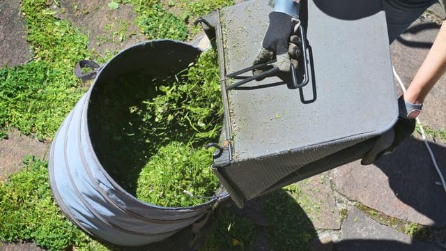 Frisch gemähtes Gras ist im Garten vielseitig einsetzbar - Rasenschnitt eignet sich zum Beispiel zum Mulchen.