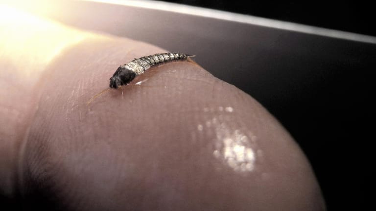 Silberfischchen: Die Schädlinge sind sehr klein.