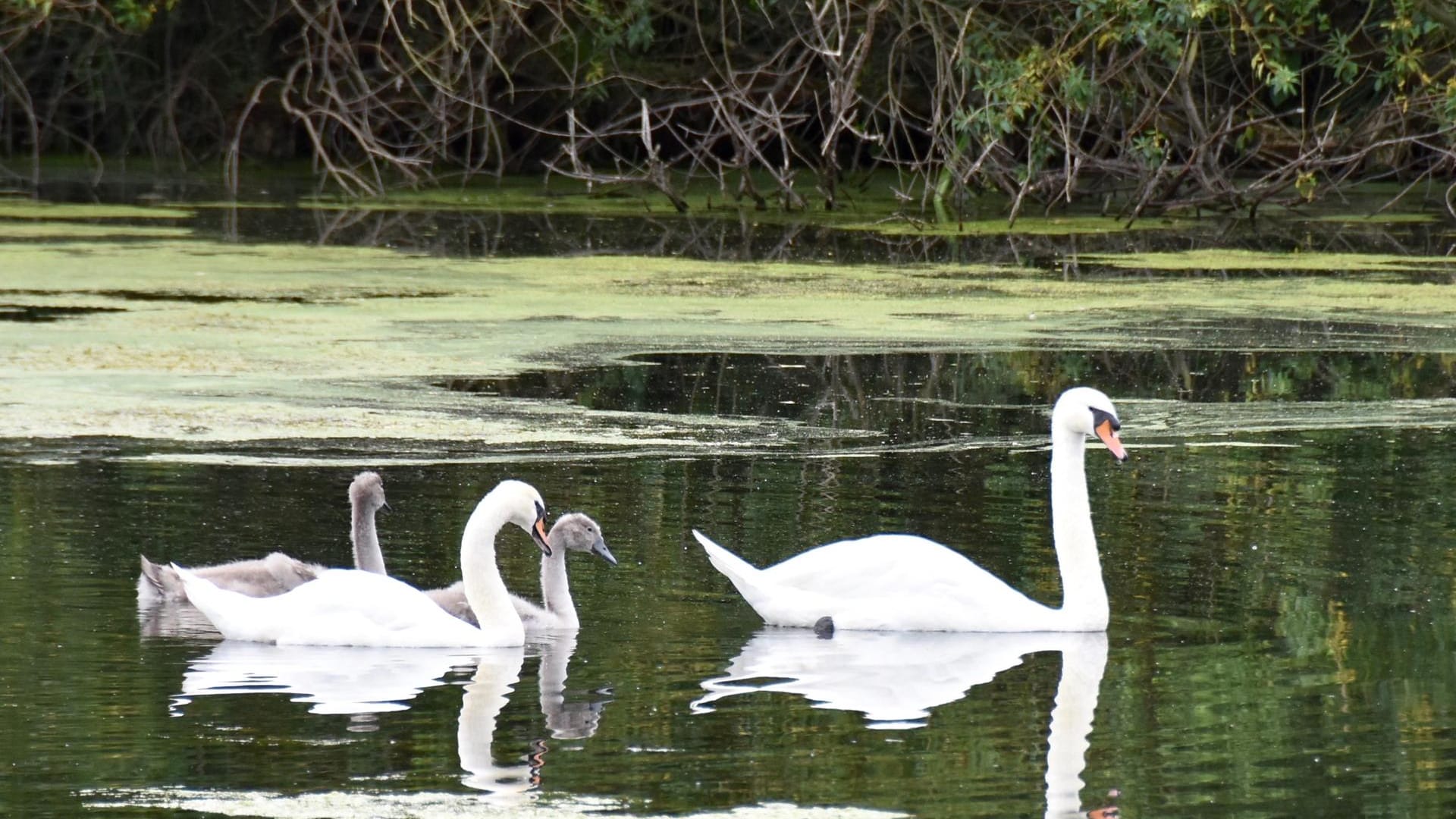 Die "Groov": Hier können Schwäne und andere Vögel beobachtet werden.