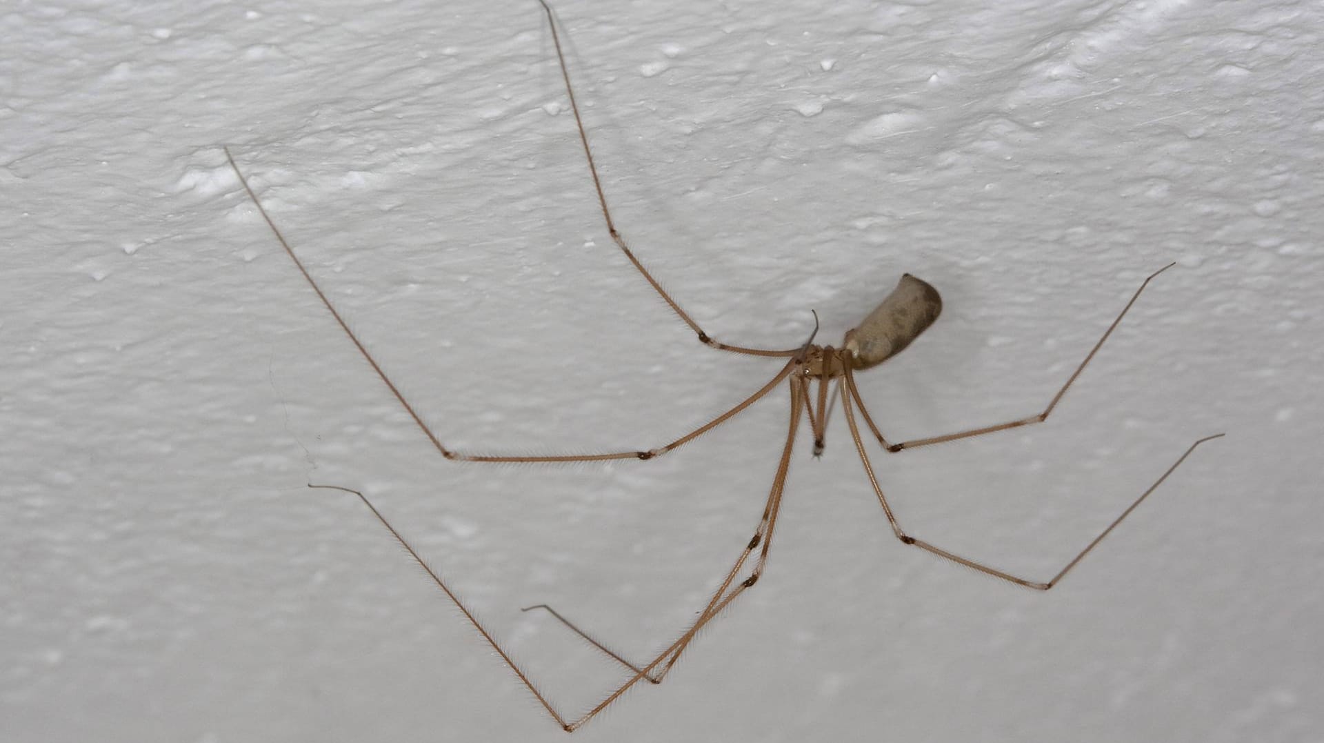 Zitterspinne: Die Zitterspinne ist häufiger im Haus anzutreffen und wird oft für einen Weberknecht gehalten.