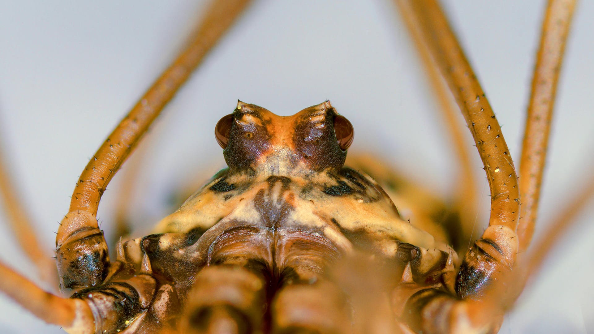 Kopf eines Weberknechts: Der Augenhügel mit den zwei seitlichen Augen ist charakteristisch für Weberknechte.