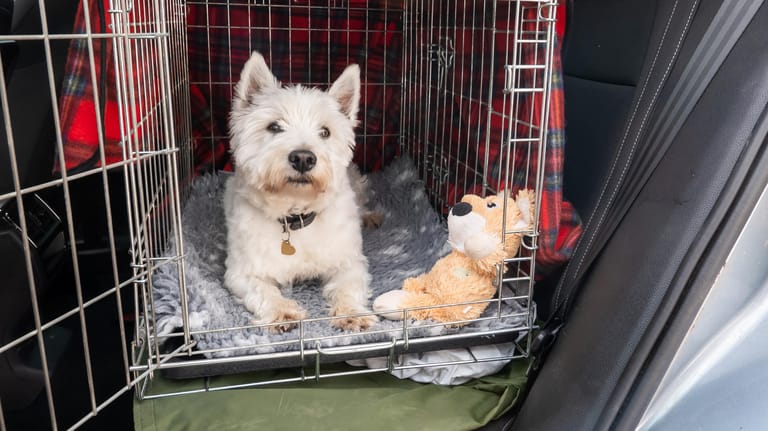 Hund im Auto: In einer Transportbox ist Ihr Vierbeiner sicher aufgehoben.