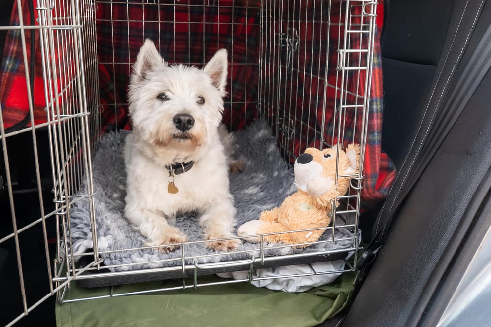 Hund im Auto: In einer Transportbox ist Ihr Vierbeiner sicher aufgehoben.