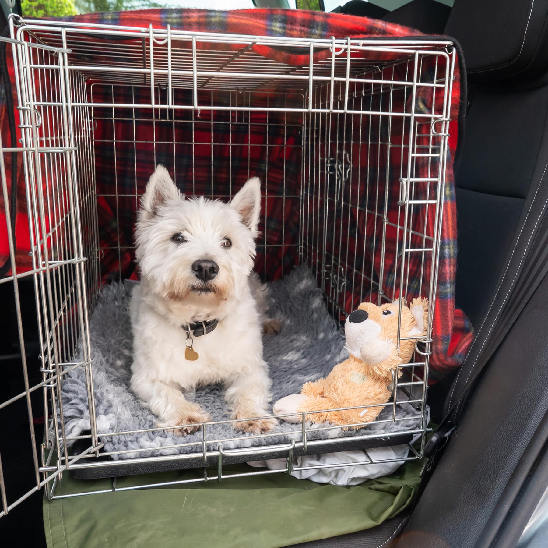 Ihren Hund im Auto transportieren: Richtig und sicher
