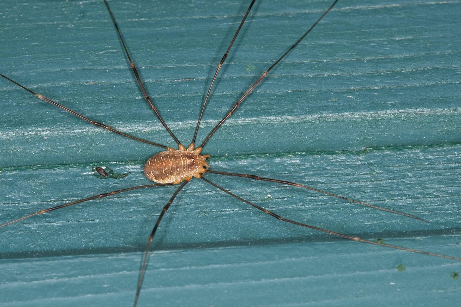 Weberknecht: Die Spinnentiere bevorzugen die Natur und sind nur selten als unliebsame Gäste im Haus zu finden.