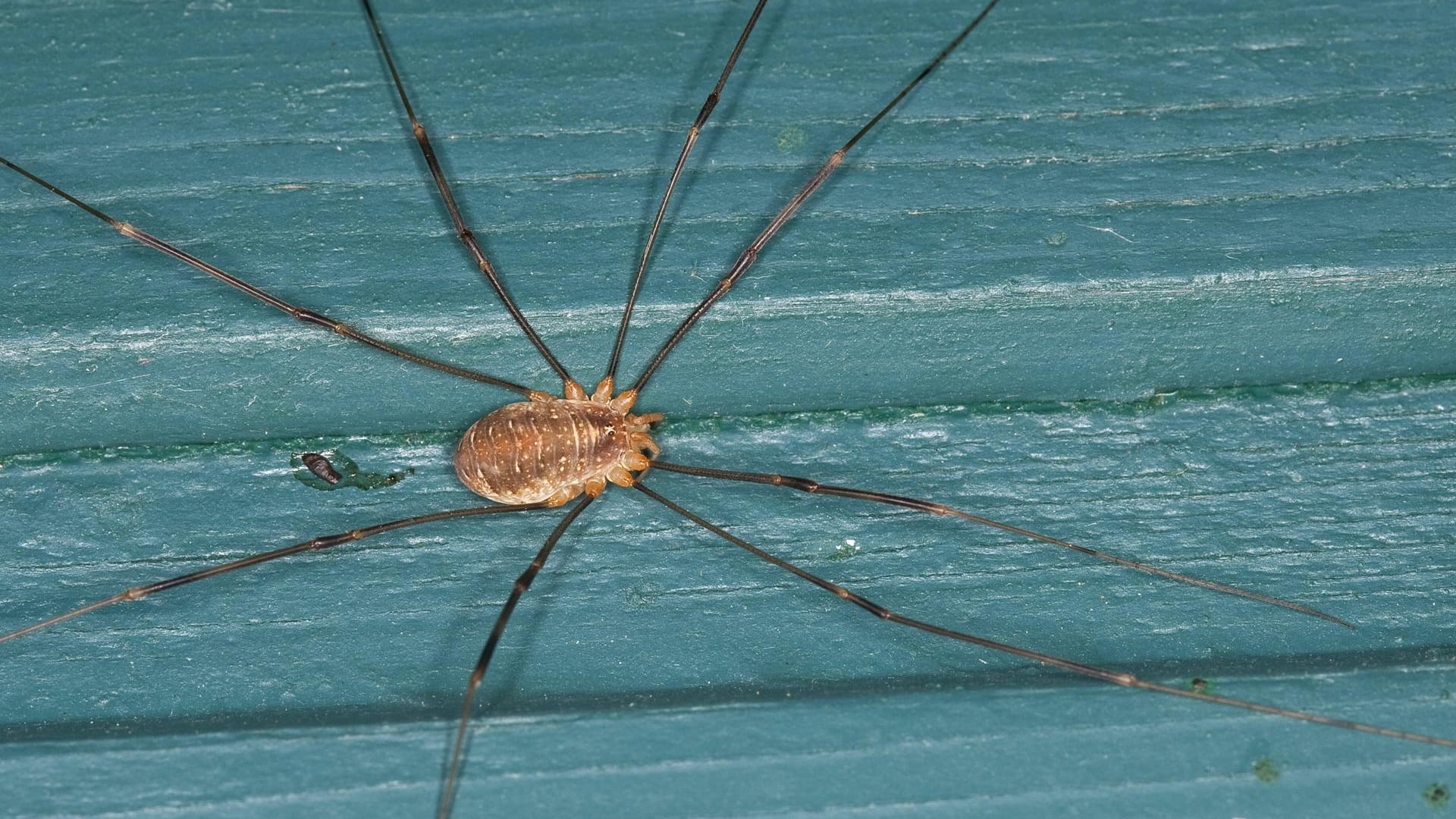 Weberknecht: Die Spinnentiere bevorzugen die Natur und sind nur selten als unliebsame Gäste im Haus zu finden.