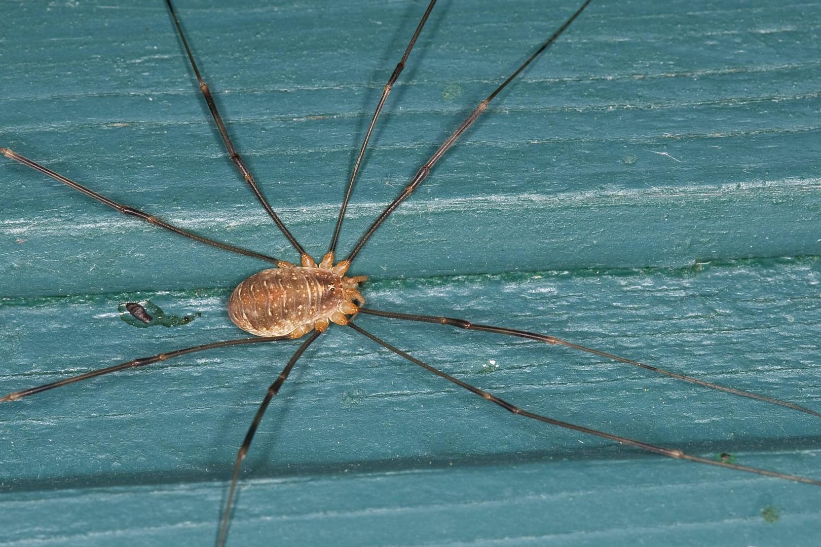 Weberknecht: Die Spinnentiere bevorzugen die Natur und sind nur selten als unliebsame Gäste im Haus zu finden.