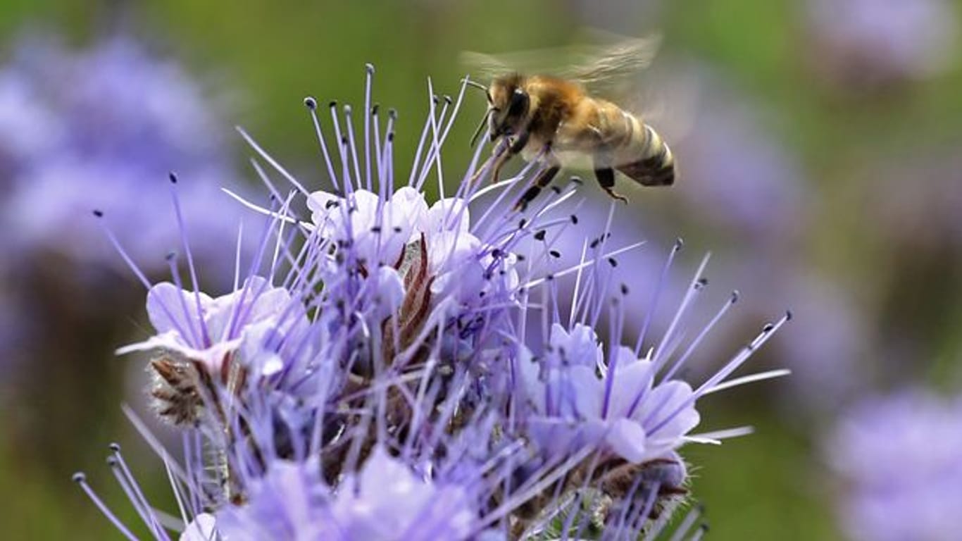 Eine Biene begutachtet auf einem Blühstreifen eine Blume