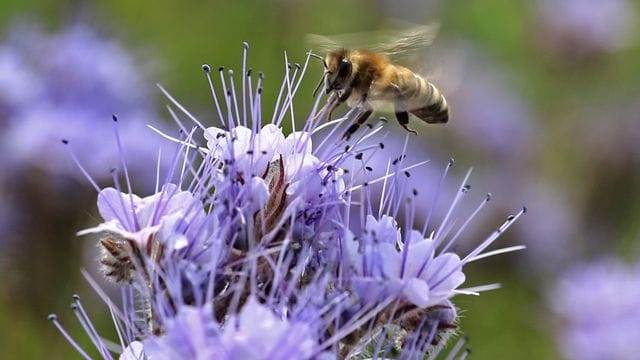 Eine Biene begutachtet auf einem Blühstreifen eine Blume