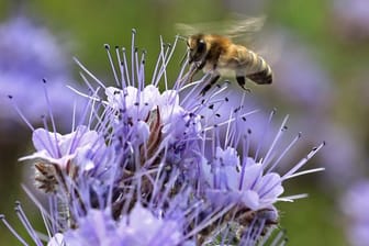Eine Biene begutachtet auf einem Blühstreifen eine Blume