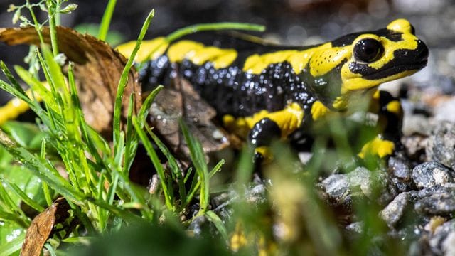 Ein Feuersalamander kriecht über den Waldboden (Symbolbild): Die Salamanderpest führt bei den Amphibien zu einem qualvollen Tod.