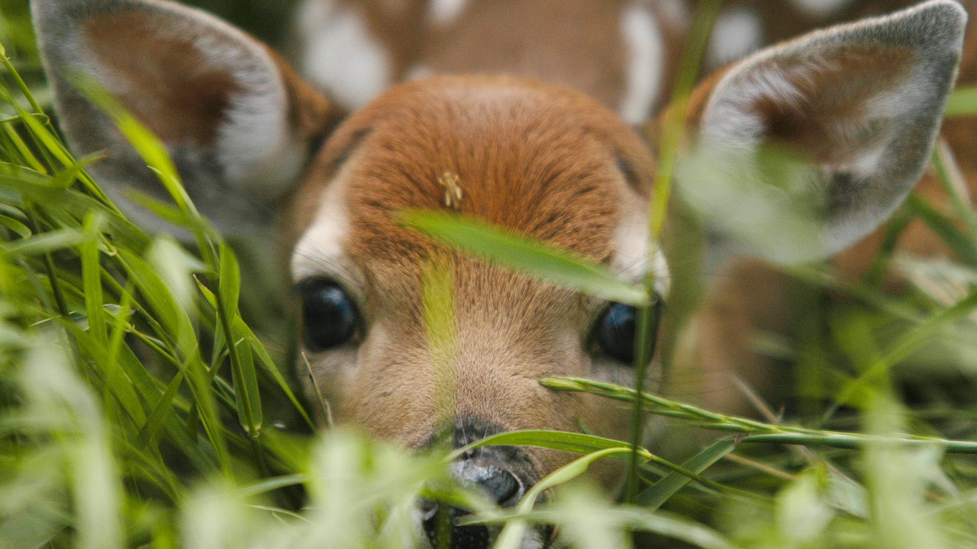 Wildtierbaby: Rehkitze verharren oft bewegungslos in hohem Gras.