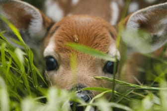 Wildtierbaby: Rehkitze verharren oft bewegungslos in hohem Gras.