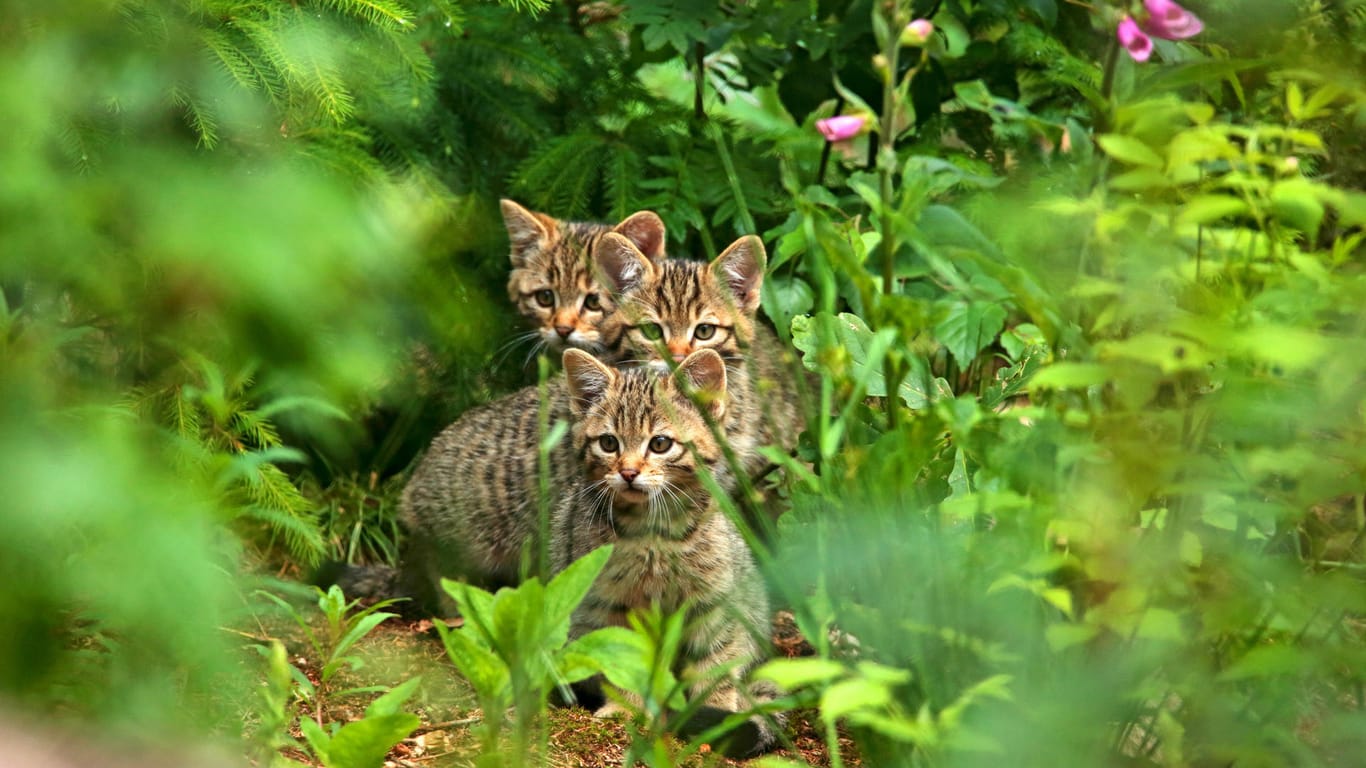 Wildkatze: Junge Wildkatzen (Felis silvestris) sollten Sie besser nicht anfassen.