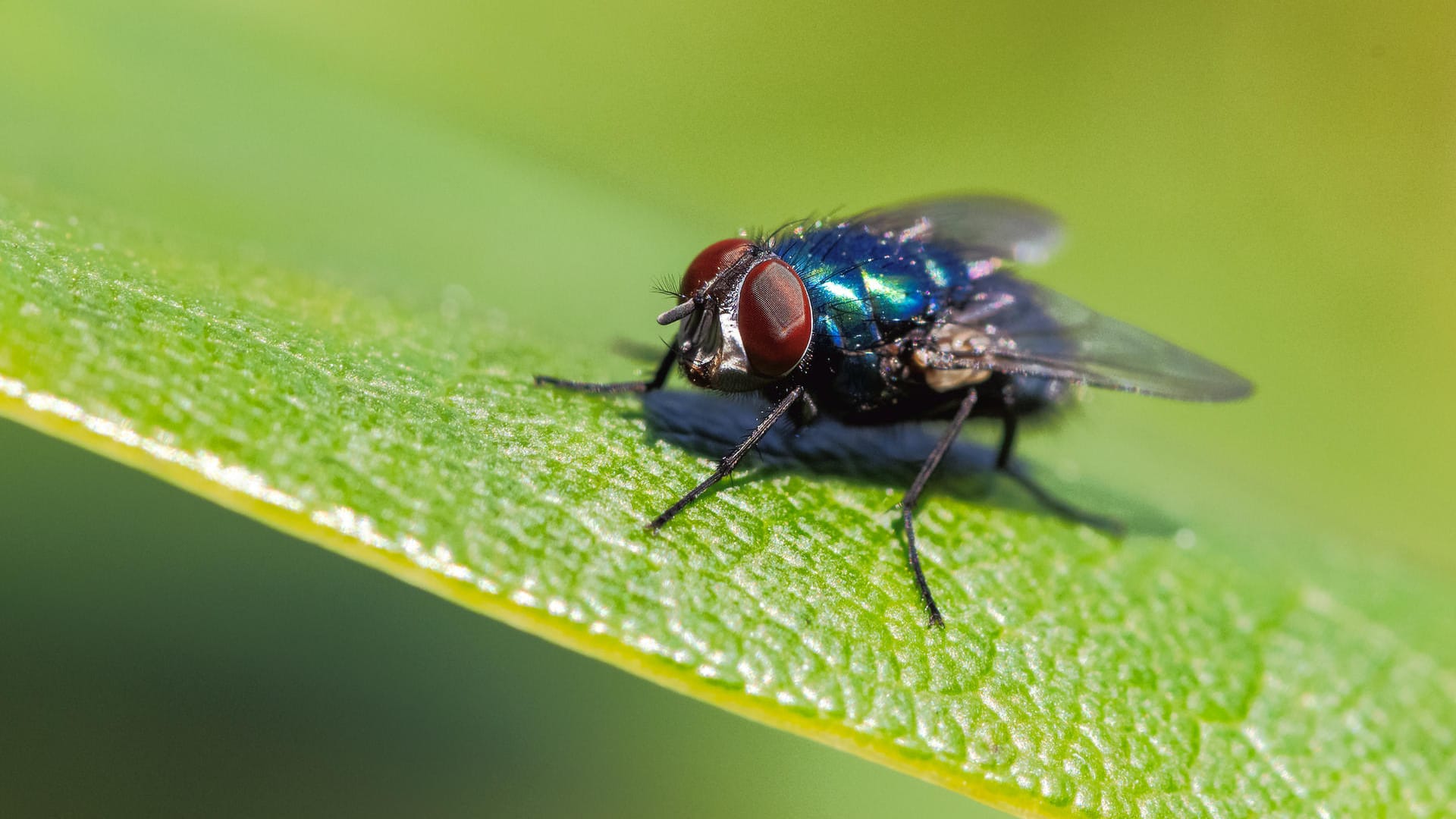 Insekt: Die Blaue Schmeiß- oder Fleischfliege (Calliphora vicina) ist deutlich an ihrem schimmernden Körper erkennbar.