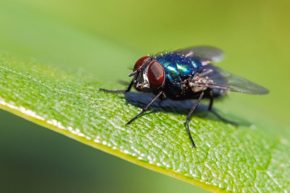 Insekt: Die Blaue Schmeiß- oder Fleischfliege (Calliphora vicina) ist deutlich an ihrem schimmernden Körper erkennbar.