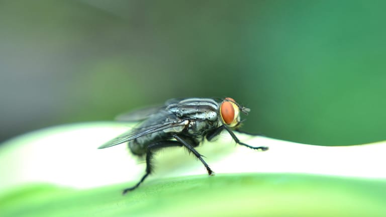 Schmeißfliege: Die Insekten können zu richtigen Plagegeistern werden.