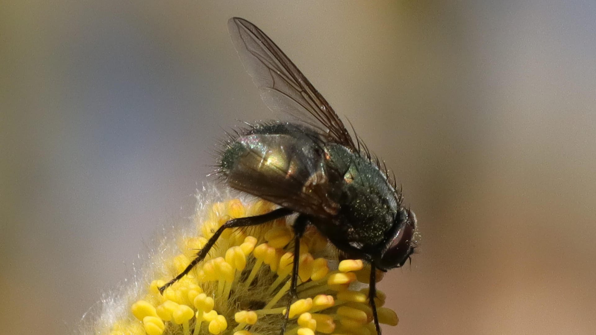 Goldfliege (Lucilia sericata)