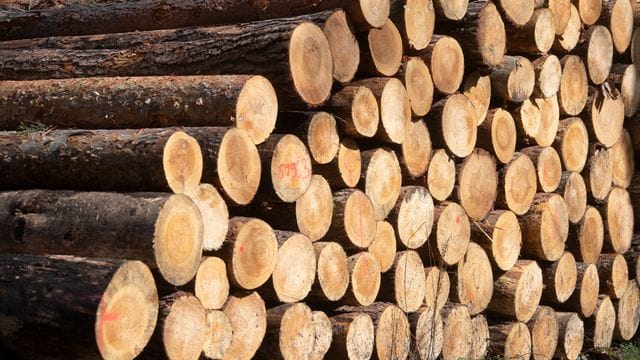 Holzlagerung im Wald