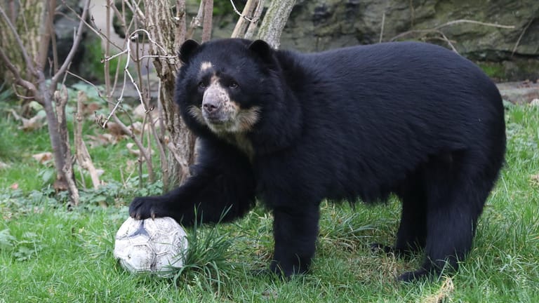 Bärin "Lola": Brillenbären oder Andenbären sind die einzige südamerikanische Großbärenart.