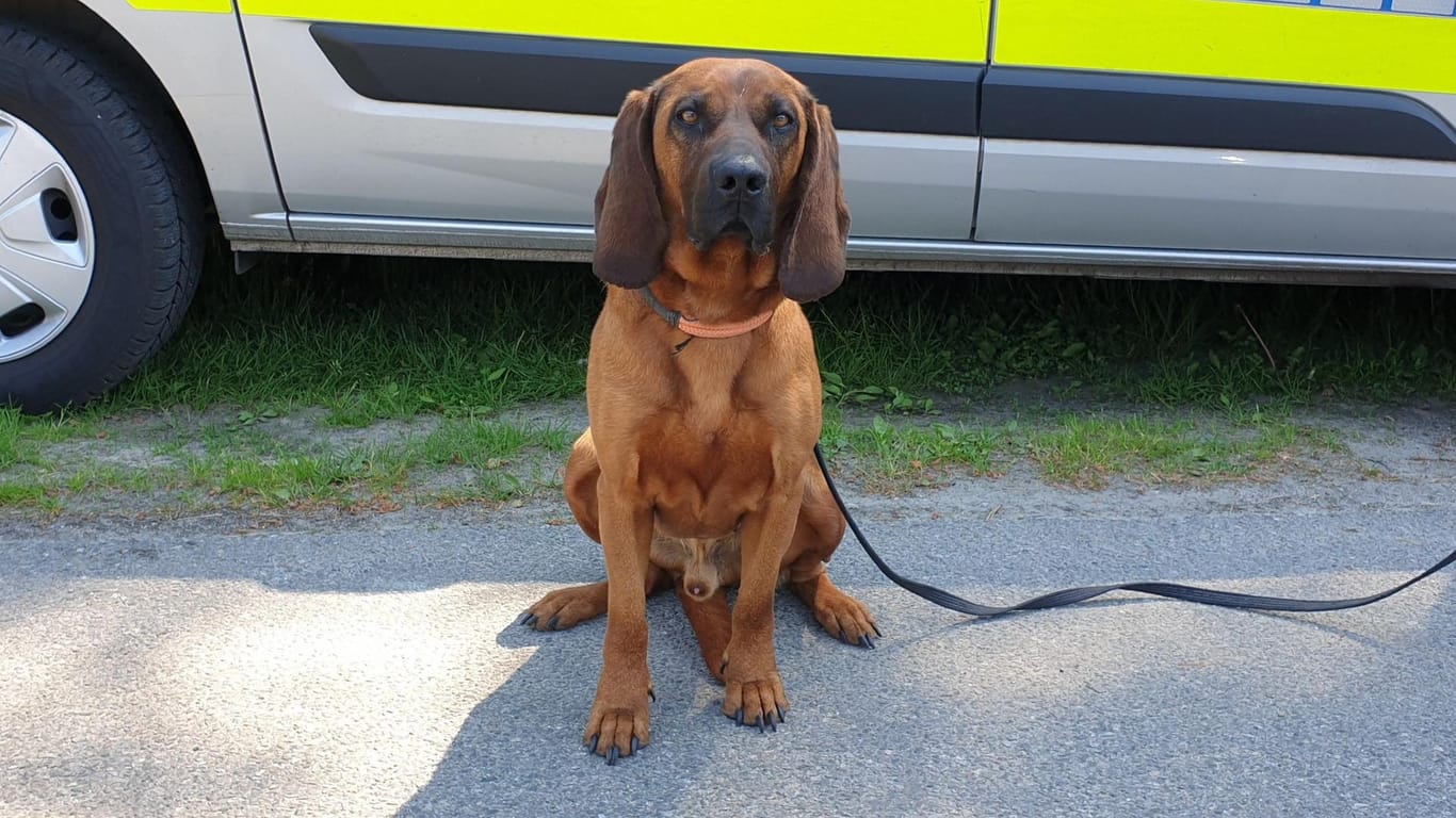 Polizeihund "Boss": Er erschnüffelte den zweiten Gesuchten.