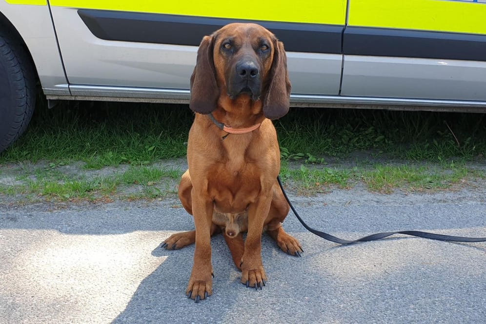 Polizeihund "Boss": Er erschnüffelte den zweiten Gesuchten.