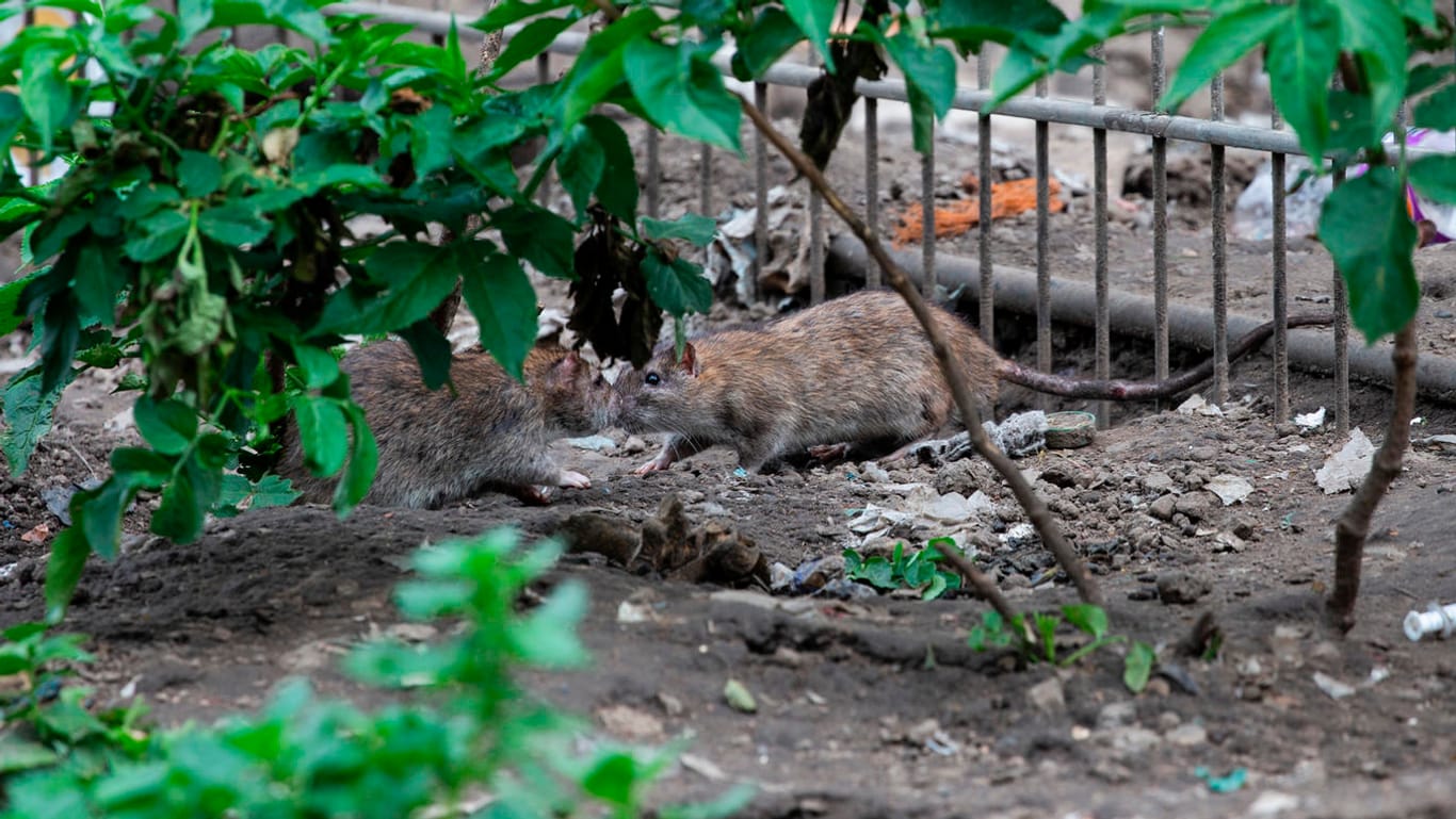 Ratten suchen nach Futter im Müll: In der Hochhaussiedlung des sogenannten Kölnbergs finden die Tiere reichlich Nahrung, weil Mieter täglich ihre Abfälle über die Balkone entsorgen.