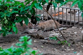 Ratten suchen nach Futter im Müll: In der Hochhaussiedlung des sogenannten Kölnbergs finden die Tiere reichlich Nahrung, weil Mieter täglich ihre Abfälle über die Balkone entsorgen.