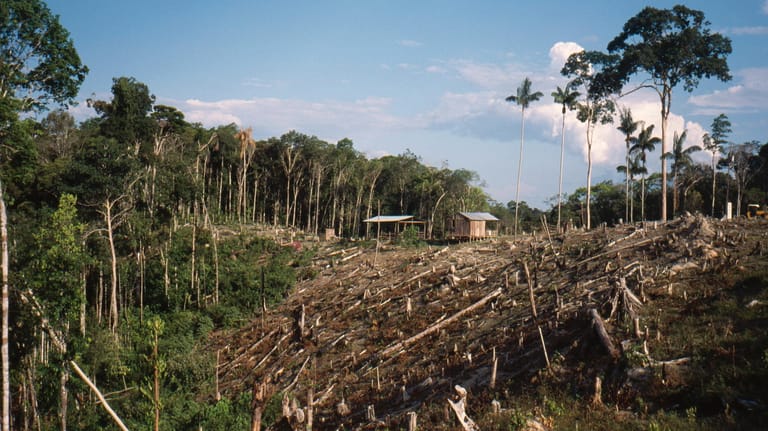 Rodungen im Regenwald im Amazonasgebiet (Archivbild). Im Mai wurden mehr Bäume gefällt als je zuvor.