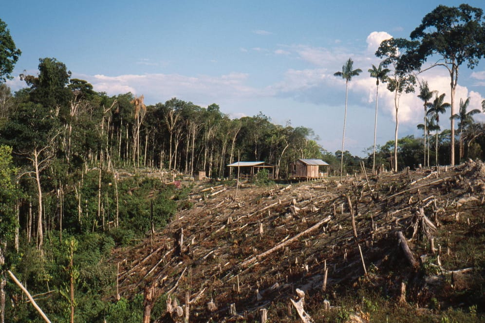 Rodungen im Regenwald im Amazonasgebiet (Archivbild). Im Mai wurden mehr Bäume gefällt als je zuvor.