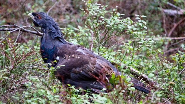 Wildtiere im "Corona-Stress"