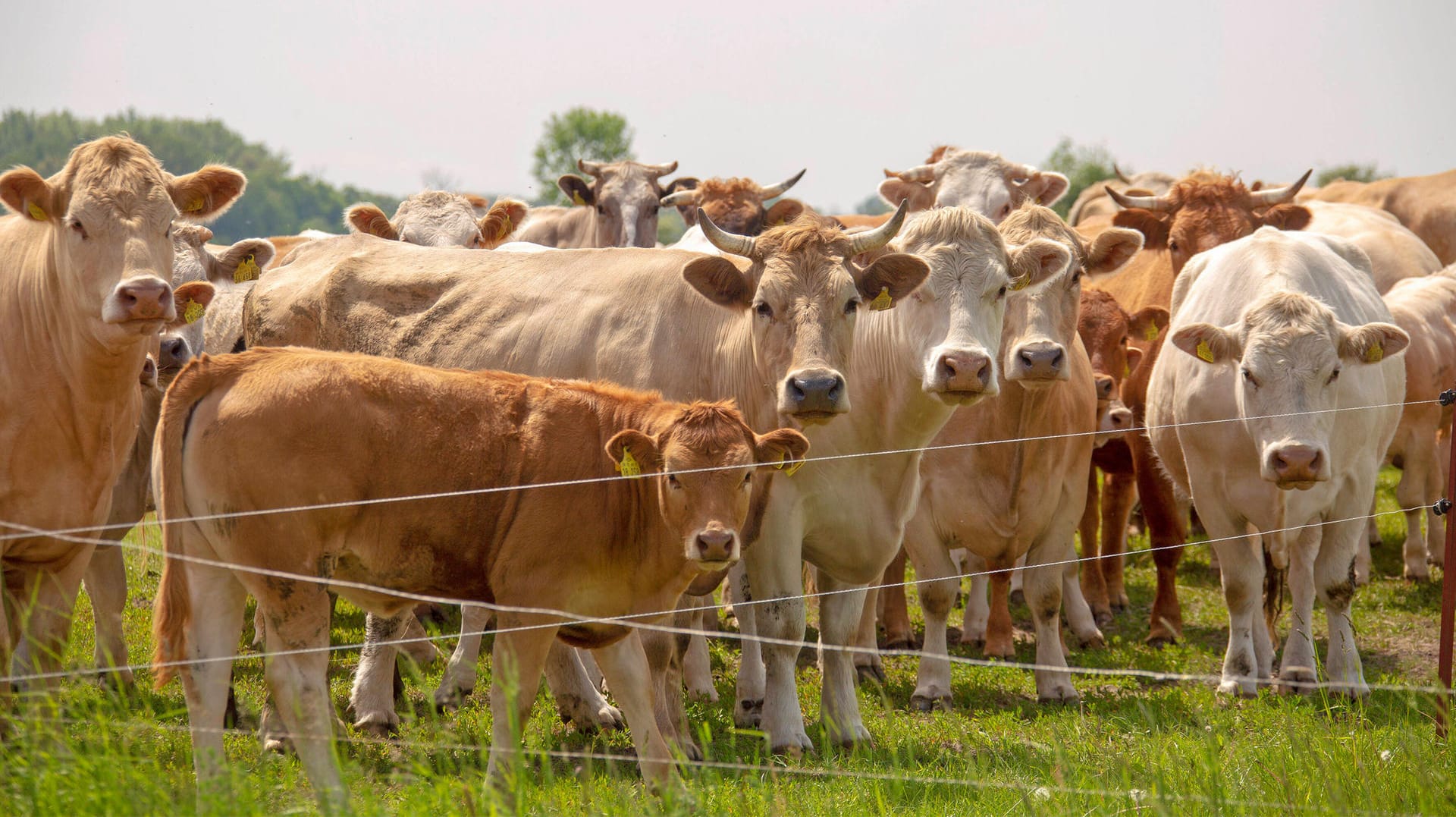 Milchvieh an der Elbe: Der CO2-Ausstoss der Wiederkäuer ist enorm.