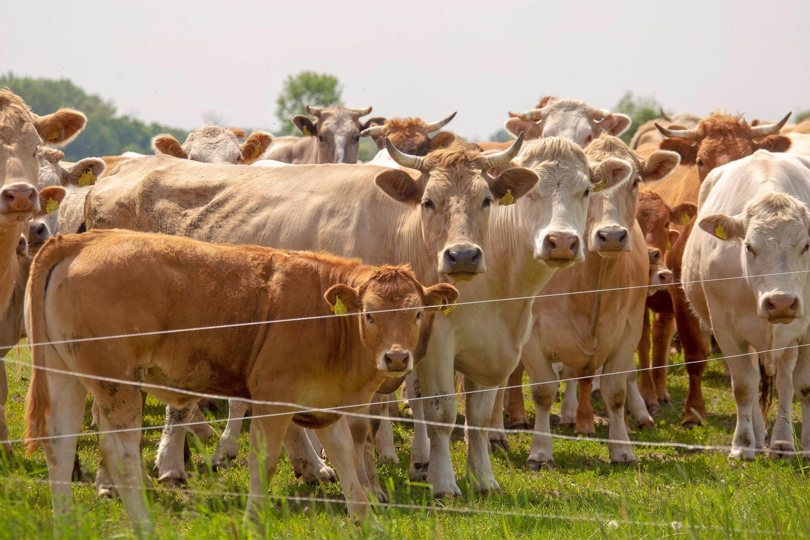 Milchvieh an der Elbe: Der CO2-Ausstoss der Wiederkäuer ist enorm.