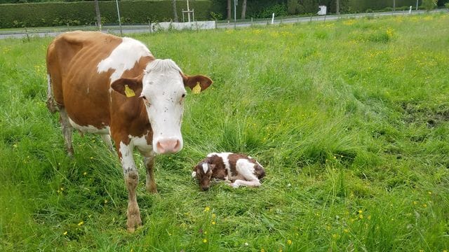 Eine Kuh mit ihrem Kalb auf einer Weide (Symbolbild): Das Tier soll einen Zaun durchbrochen haben. Eine Kuh mit ihrem Kalb auf einer Weide (Symbolbild): Das Tier soll einen Zaun durchbrochen haben.