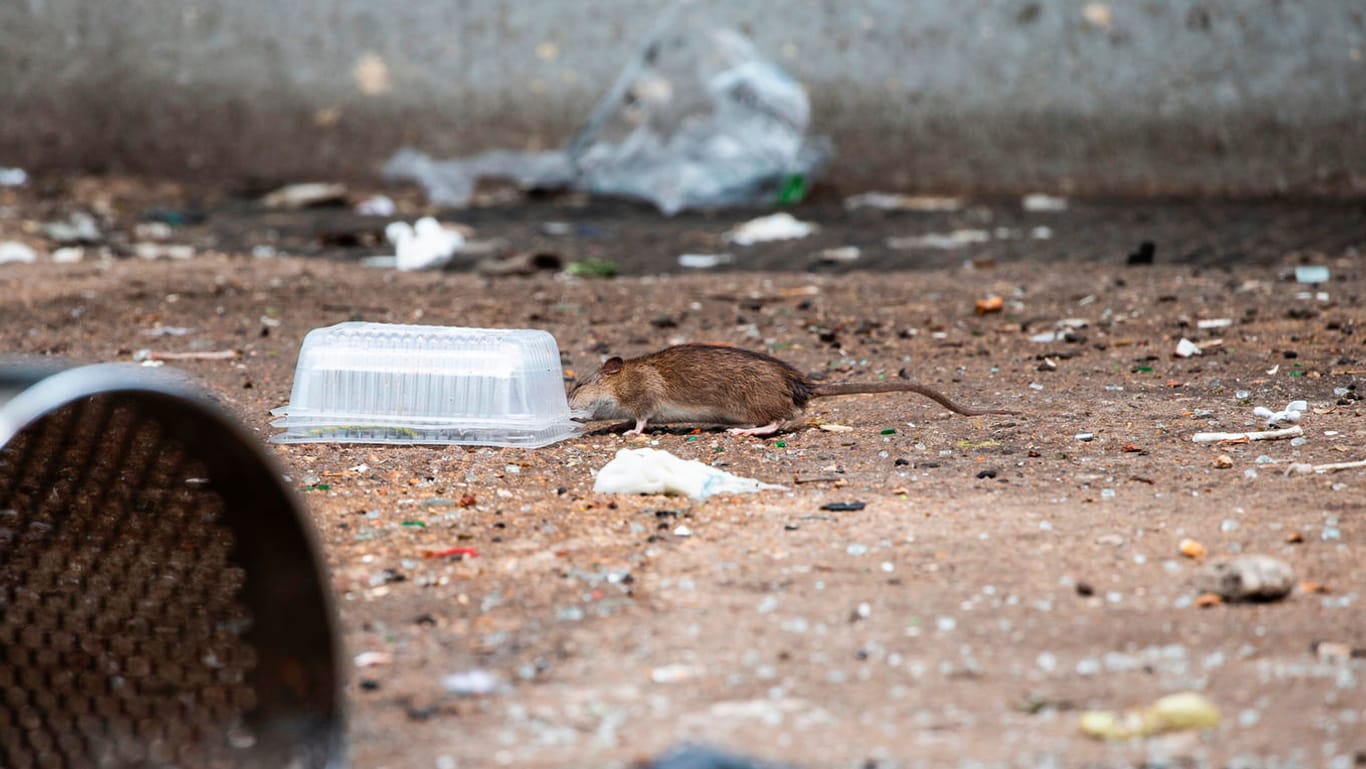 Eine Ratte sucht Futter im Müll: In der Hochhaussiedlung am Kölnberg finden die Tiere reichlich Nahrung, weil Mieter täglich ihre Abfälle über die Balkone entsorgen.
