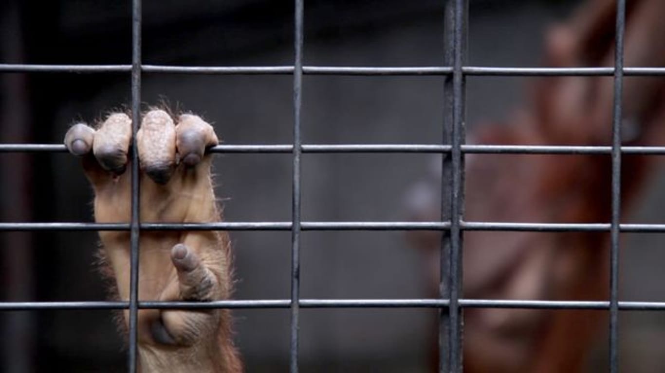 Eine Hand am Gitter: ein junger Orang-Utan in Gefangenschaft.